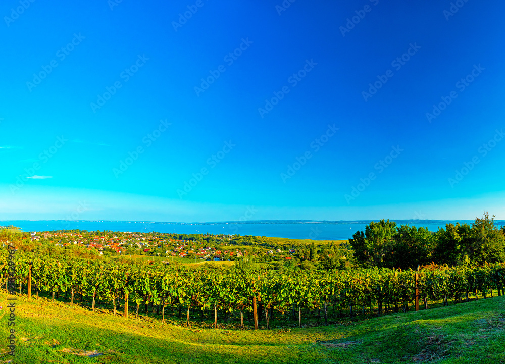 Naklejka premium Nice vineyard with lake Balaton