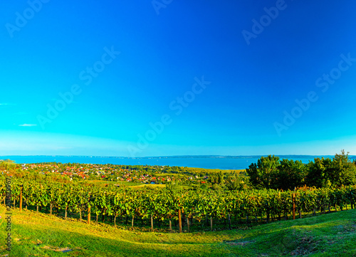 Nice vineyard with lake Balaton