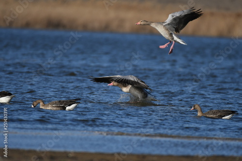 Greater White-fronted Goose (Anser albifrons) 