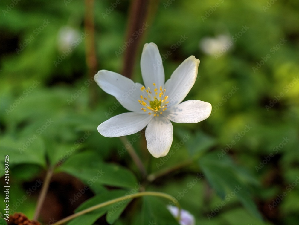 white flower white flower