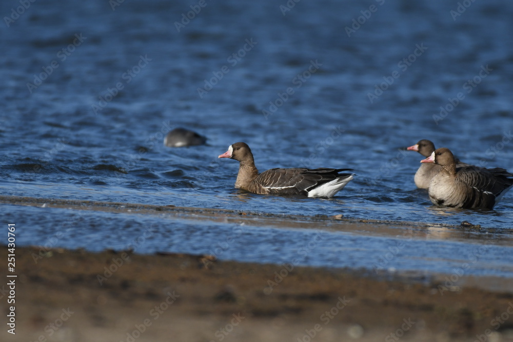 Greater White-fronted Goose (Anser albifrons) Greater White-fronted Goose (Anser albifrons)