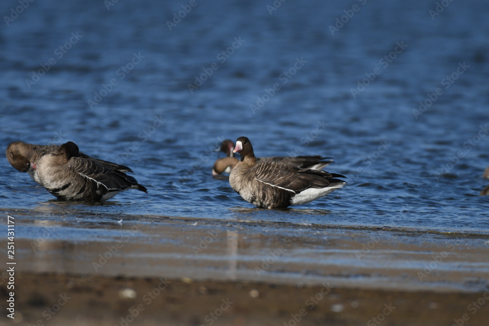 Greater White-fronted Goose (Anser albifrons) Greater White-fronted Goose (Anser albifrons)