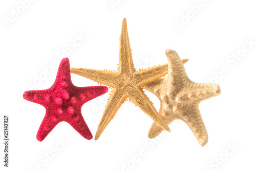 Sea stars collection isolated on white background.