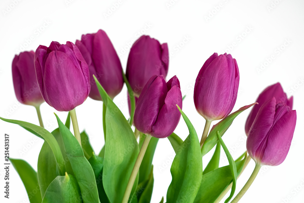 Purple tulips isolated on white background