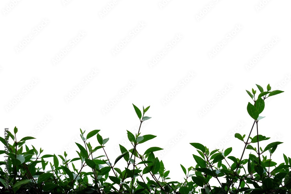 Tropical plant with leaves branches on white isolated background for green foliage backdrop Tropical plant with leaves branches on white isolated background for green foliage backdrop