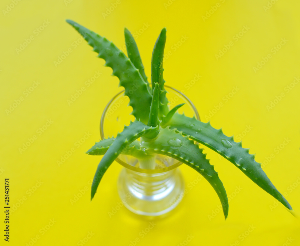 Naklejka premium Aloe on a yellow background