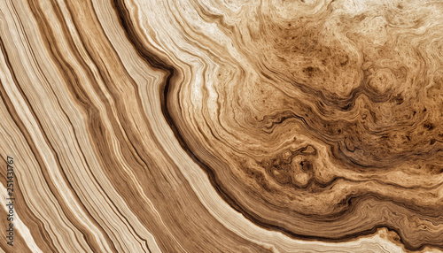 фотографія Pattern of rings of a tree