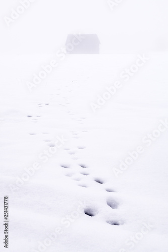 Animal Footprints  to feed hut in snowy field in fog