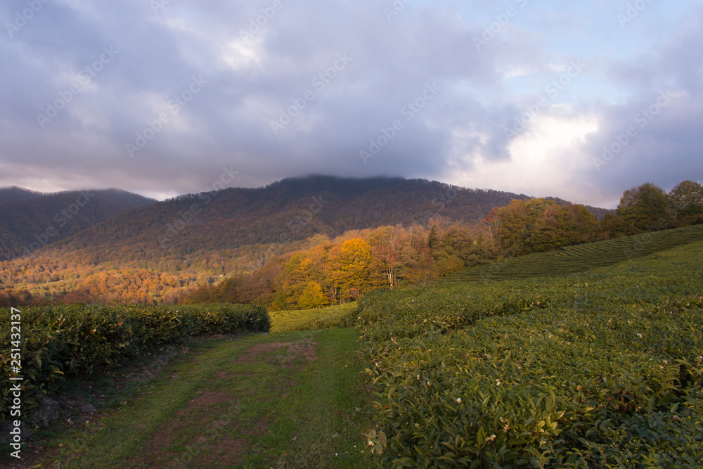 Obraz premium panoramic view of the tea plantations in the mountains. Against the background of a stormy sky. Autumn
