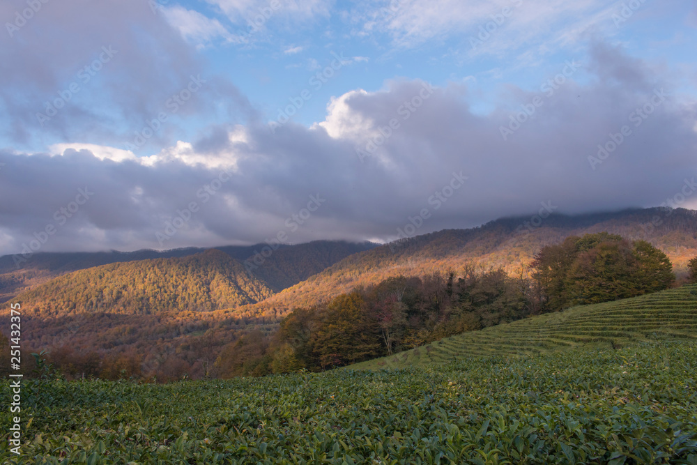 panoramic view of the tea plantations in the mountains. Against the background of a blue sky. Autumn