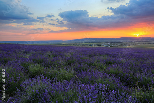 Lavender blooms in the field, a beautiful sunset in the Crimea