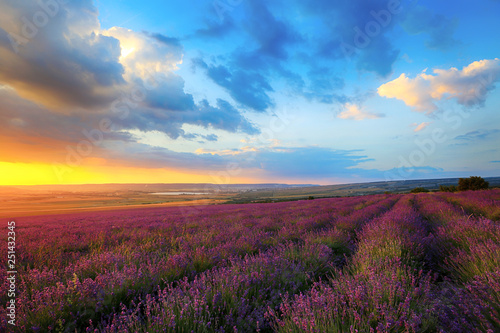 Blooming lavender in a field at sunset in Crimea