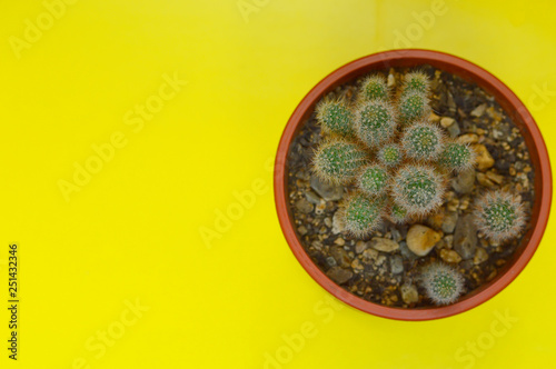 Cactus in a pot on a yellow background.