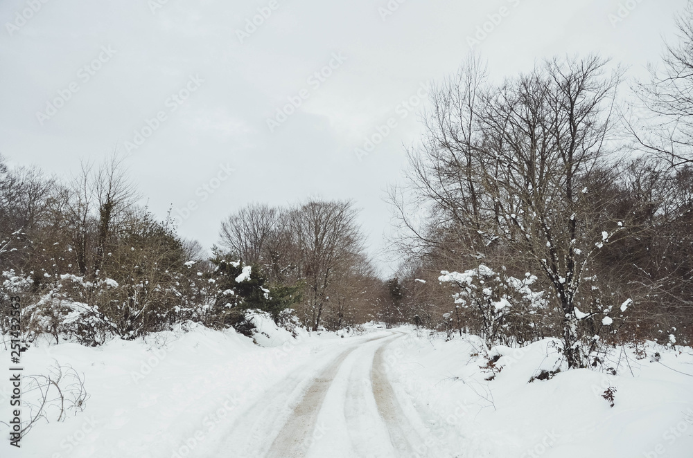 Landscape of a snowy forest in Basque country Landscape of a snowy forest in Basque country
