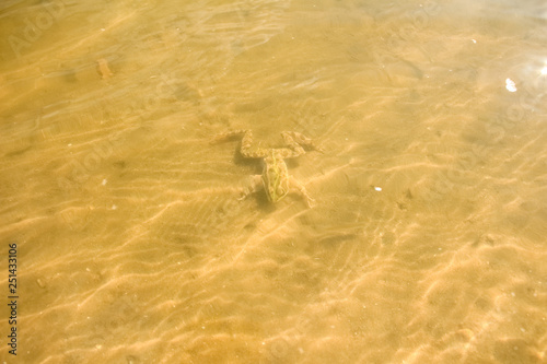 The yellow frog is lying on the bottom of the river