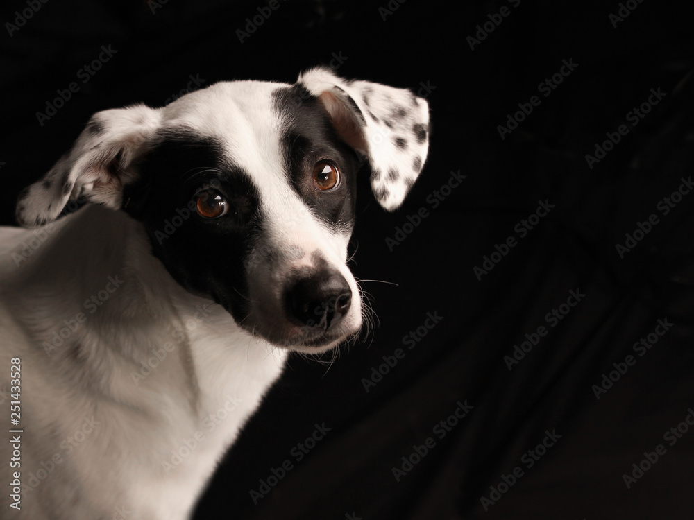 Schwarz-weißer Hund mit treuem Blick Schwarz-weißer Hund mit treuem Blick