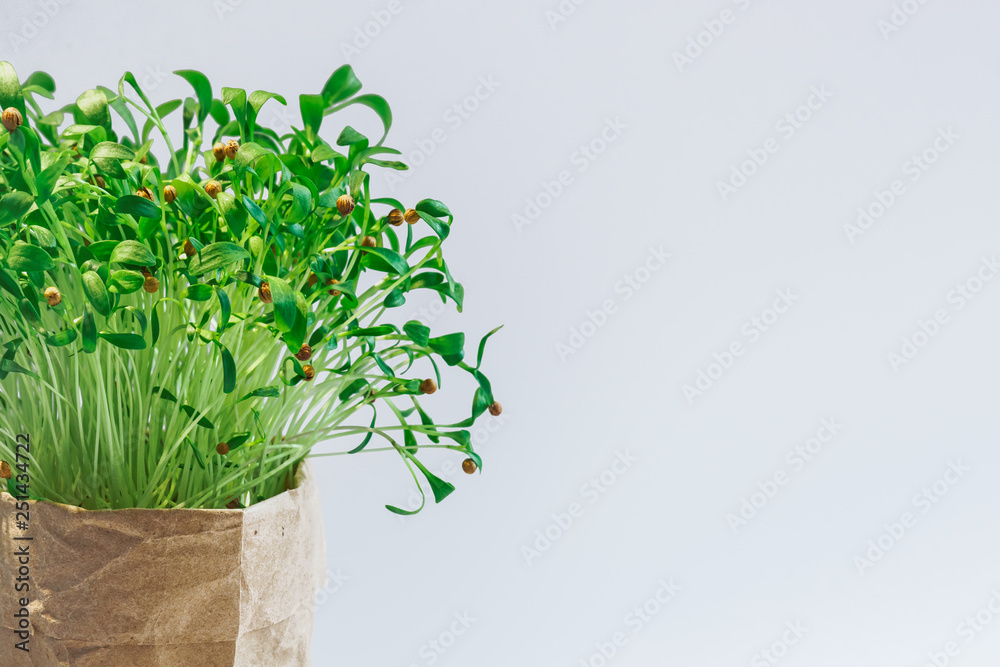Fototapeta premium green plants in brown paper pot box, place for text, eco concept, ecology gardering, place for text, white background