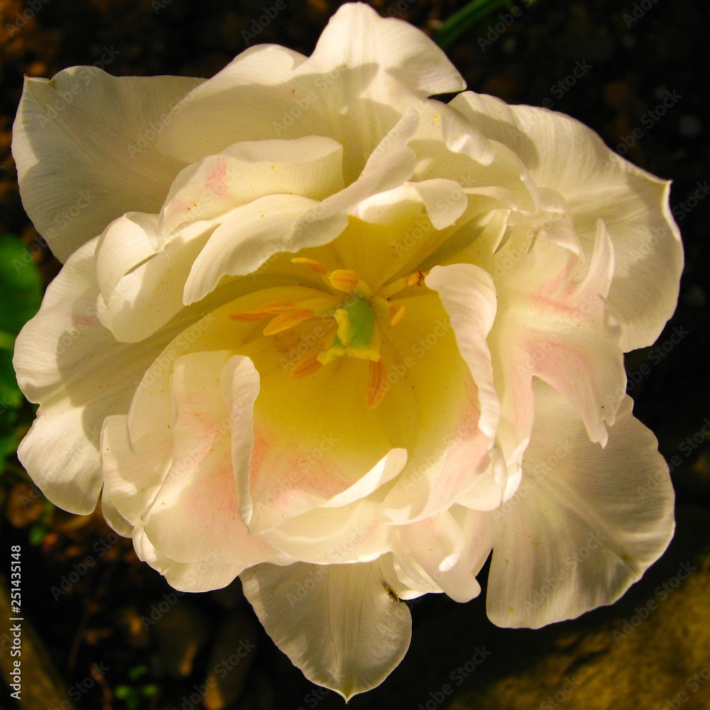White tulip flower in the sun rise White tulip flower in the sun rise