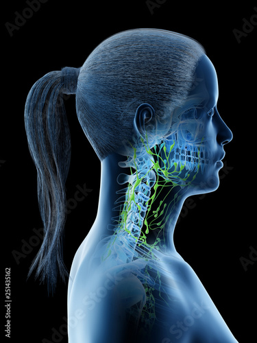 3d rendered illustration of a females lymphatic system of the head and neck photo