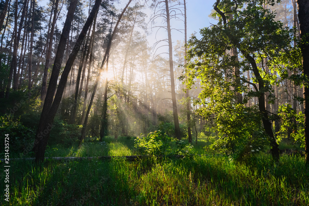 Forest at sunrise Forest at sunrise