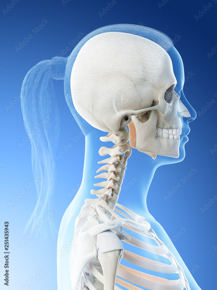 3d rendered illustration of a females bones of the head and neck