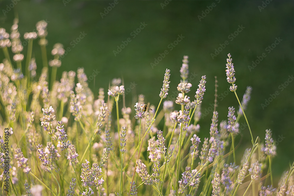 field of fresh lavender lilac in the sun on a green blurred bokeh background. Banner. Copy space