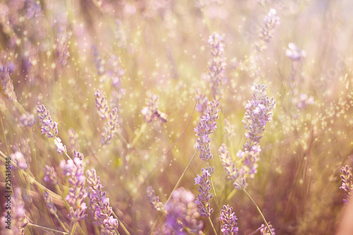 field of fresh lavender lilac in the sun and highlight glare on a blurred bokeh background