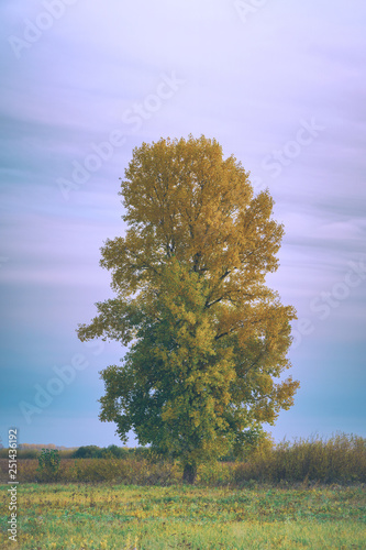Old tall poplar with yellow leaves on autumn meadow