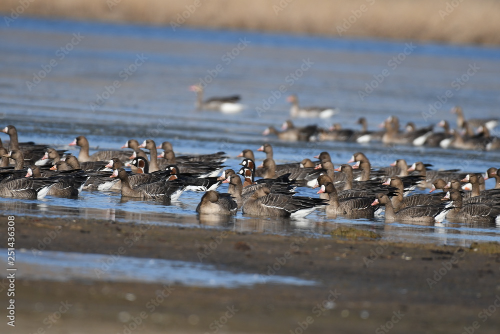 Greater White-fronted Goose (Anser albifrons) Greater White-fronted Goose (Anser albifrons)
