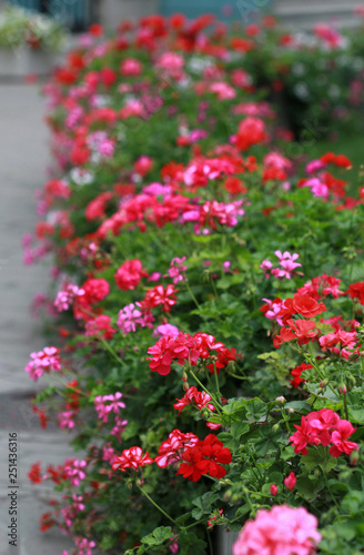 Multicolored geranium in the flower bed © dinar12