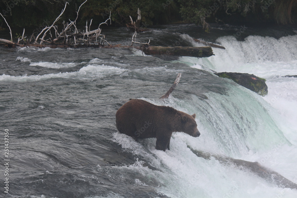 Fototapeta premium Bear at Alaska