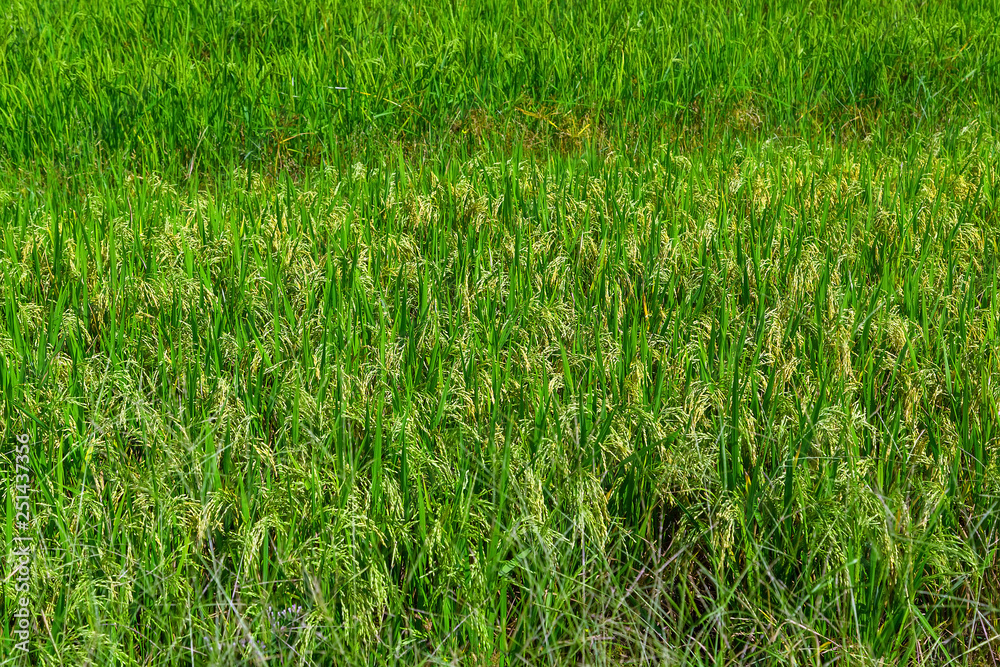 Obraz premium Rice fields