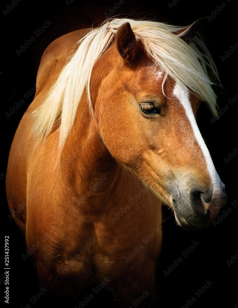 Obraz premium Palomino 2