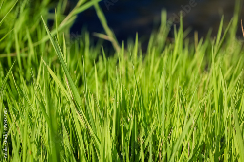 Green, juicy grass