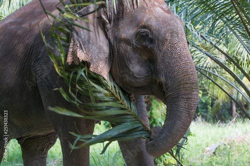 Sticker elephants living freely on a care center