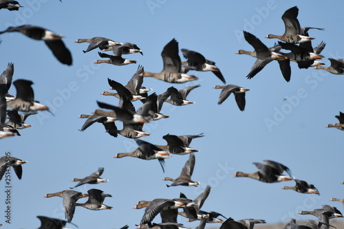 Greater White-fronted Goose (Anser albifrons)  © mihai