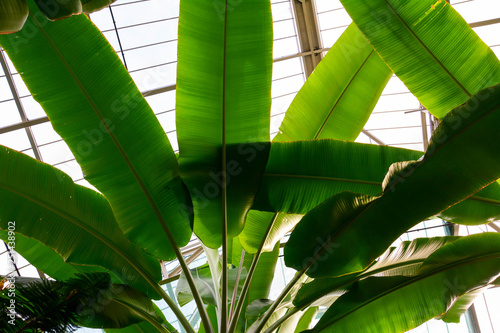 Banana tree in a glass garden looking up. Tropical plants in a glass garden during winter.