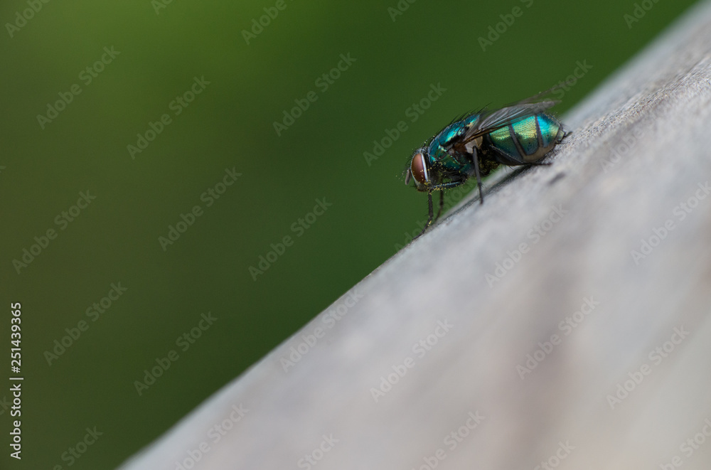 A greenbottle fly, Lucilia sericata, is a blow fly with brilliant, metallic, blue green colour. Close-up of tiny diptera, macro photography of flies. A greenbottle fly, Lucilia sericata, is a blow fly with brilliant, metallic, blue green colour. Close-up of tiny diptera, macro photography of flies.