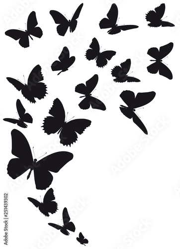 black butterfly, isolated on a white