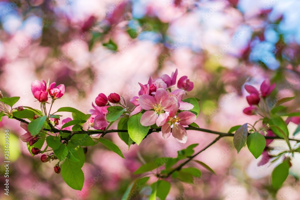 Branches of flowering Apple trees in the spring, pink flowers.