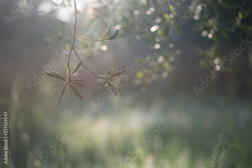 Nice green bokeh and natural landscape with trees, flowers and web spider in warm sunset lights