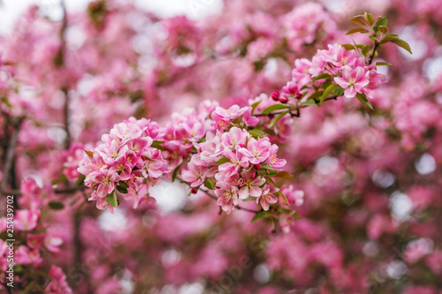 Branches of flowering Apple trees in the spring, pink flowers.