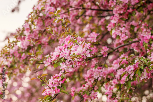 Branches of flowering Apple trees in the spring, pink flowers. © Svitlana