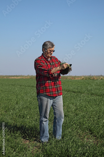 Agriculture  farmer examining wheat plant in field