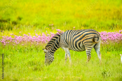 Beautiful African Burchell s zebra in an African game reserve during safari