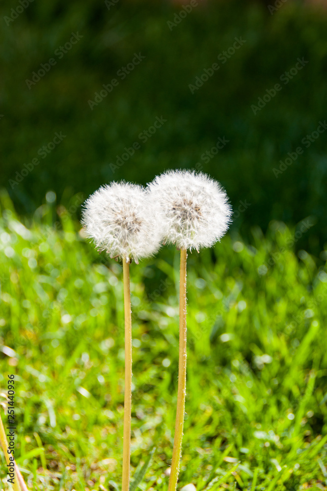 Dandelions on a green background in a kiss Dandelions on a green background in a kiss