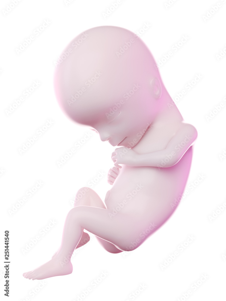 3d rendered illustration of a fetus week 15 3d rendered illustration of a fetus week 15