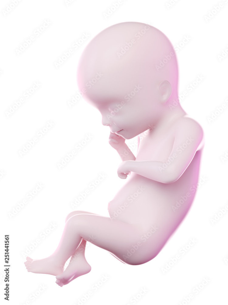 3d rendered illustration of a fetus week 19 3d rendered illustration of a fetus week 19