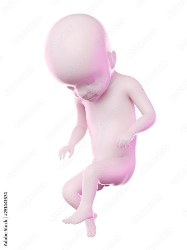 3d rendered illustration of a fetus week 22 3d rendered illustration of a fetus week 22