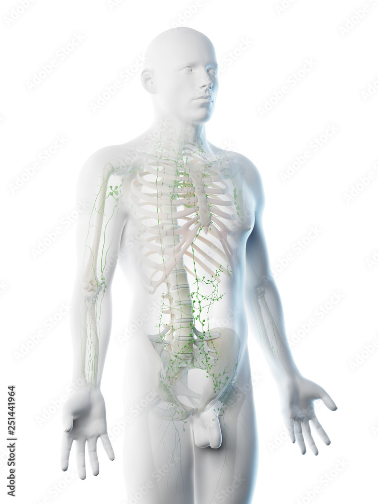 3d rendered illustration of a mans lymphatic system 3d rendered illustration of a mans lymphatic system